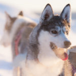 Siberian husky breathing cold air. On one of our dog sled tours called Dog sledding adventure and northern lights.