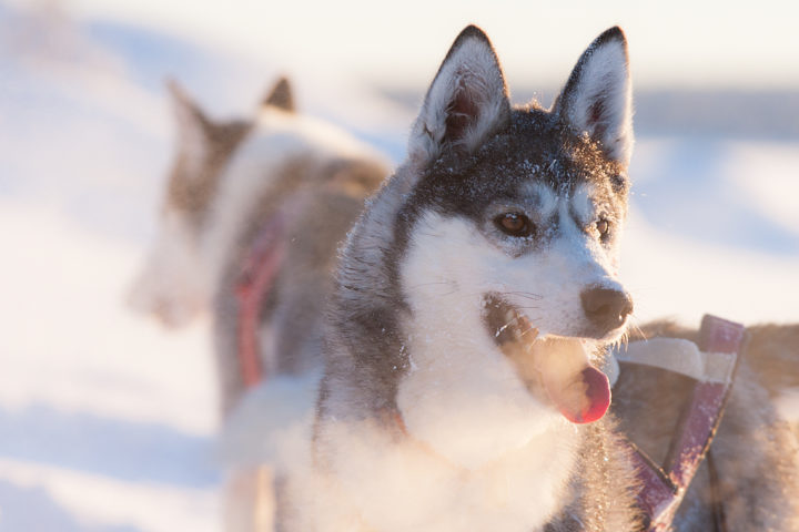 Lappland Slädhundar Siberian Husky en kylig dag på hundspannturen Hundspannsäventyr och norrskensnätter