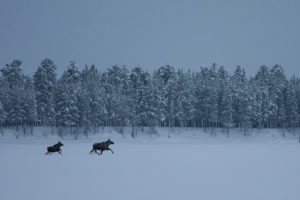 Älg "Alces alces". Älgko och kalv i vinterlandskap. Fotograferat på turen Hundspannsäventyr och norrskensnätter i Jokkmokk