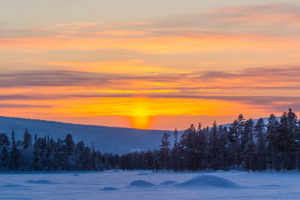 Glowing sky midwinter Lapland Sweden. Dog sledding adventure and Northern lights.