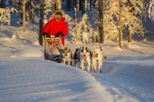 Dog team in the woodlands of Jokkmokk Sweden. Picture from the tour Dog sledding Adventure and Northern lights.