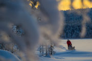 Hundspann vintertid i Jokkmokk Lappland. Bild från turen Hundspannsäventyr och norrskensnätter