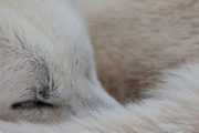 Sleeping white siberian husky. The Final Spring Adventure.