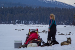 Reindeer herd and sled dogs in Swedish Lapland on the husky adventure The Final Spring Adventure.