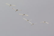 Six Whopper Swans (Cygnus Cygnus)