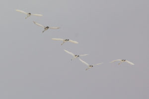 Six Whopper Swans (Cygnus Cygnus)
