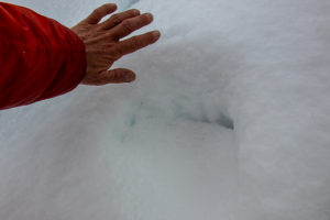 Bear tracks in the snow. Swedish Lapland.