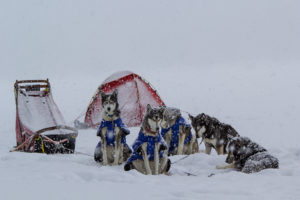 Snöfall med hundspann i Lappland. Vårens sista hundspannsäventyr.