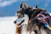 Siberian husky, sled dog in Lapland on a husky adventure.