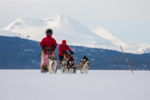 Två hundspann i Lappland på turen Vårens sista hundspannsäventyr.