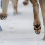 Dog paws sled dogs huskies. The Final Spring Adventure.