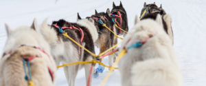 Sleddogs on the move.