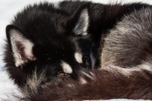 Vinter och ihoprullad svart Siberian Husky. Bild tagen på turen Smak av Sarek med hundspann