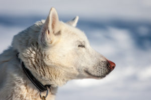 White sled dog a Siberian Husky on the adventure A Taste of Sarek National Park.