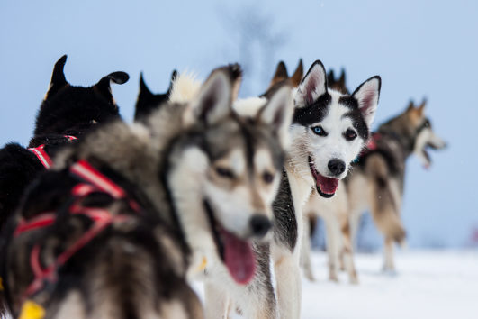 Sled dogs, siberian huskies looking back waiting. Photo from the dog sled adventure A Taste of Sarek.