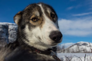 Slädhund Siberian Husky i fjällmiljö på turen: Smak av Sarek med hundspann