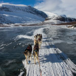 Dog team on windswept icy lake in Sarek. Picture from the dog sled tour A Taste of Sarek National Park