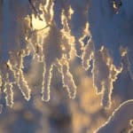 Snö och rimfrost på grenar i solljus. Hundslädestur i Jokkmokk.