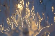 Snö och rimfrost på grenar i solljus. Hundslädestur i Jokkmokk.