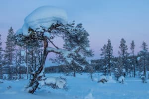 Old snow-covered pine tree on mire. Picture from a sled dog tour with Jokkmokkguiderna