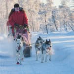 Dog team on a sled dog tour in Jokkmokk. Day tour with dog sled.