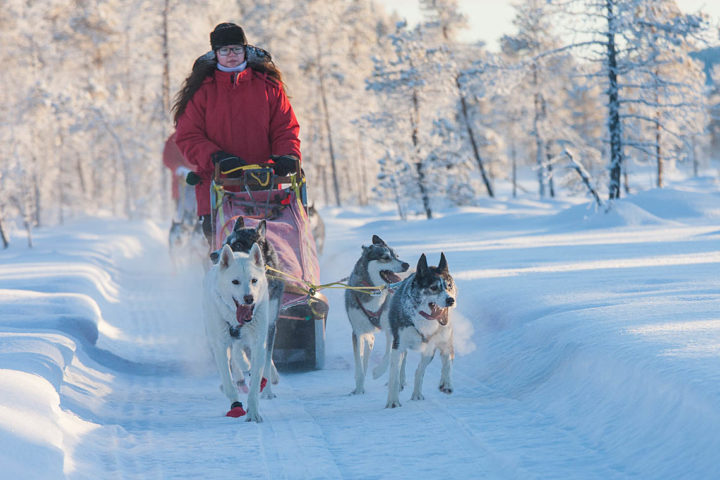 Dog team on a sled dog tour in Jokkmokk. Day tour with dog sled.