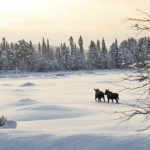 two moose walking in deep snow in Lapland. Wildlife watching at the tour: The Gems of Jokkmokk Winter Market