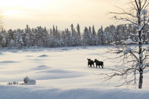 two moose walking in deep snow in Lapland. Wildlife watching at the tour: The Gems of Jokkmokk Winter Market