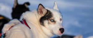 White sled dog with blue eyes.