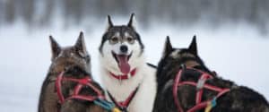 Happy huskies. Sled dog tours