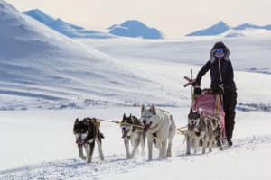 Dog sled along the King's Trail. Sweden Lapland.
