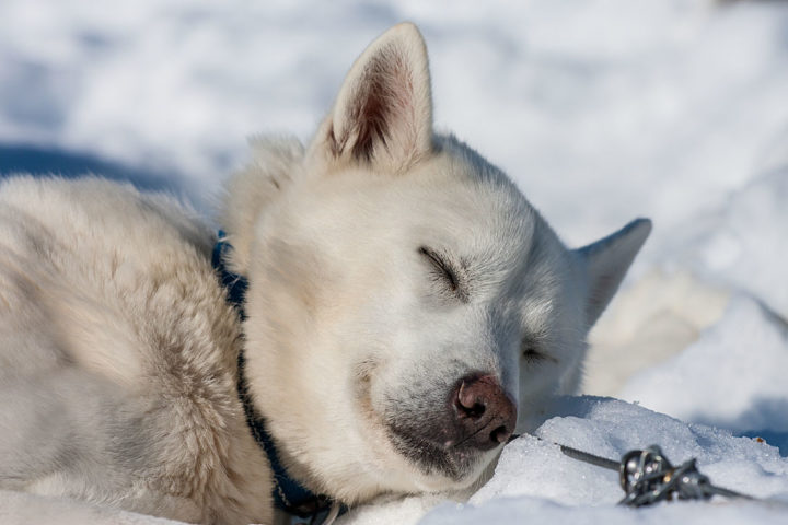 Sleeping white sled dog winter and sunshine.