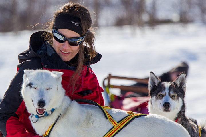 Siberian huskies and woman on a dogsled tour in April.