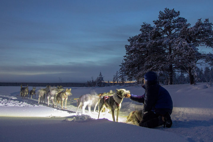 Huskies, midwinter in Swedish Lapland on a dog sled tour.