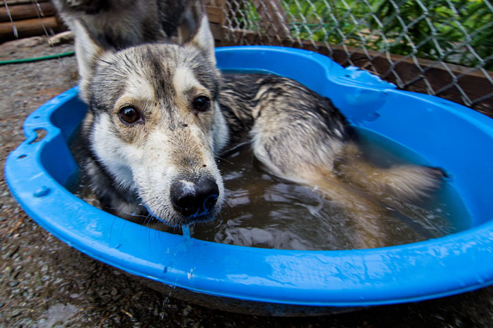 Sled dog taking a bath in a blue pool.