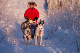 Four sled dogs pulling a sled on an overnight tour with dog sled in Jokkmokk.