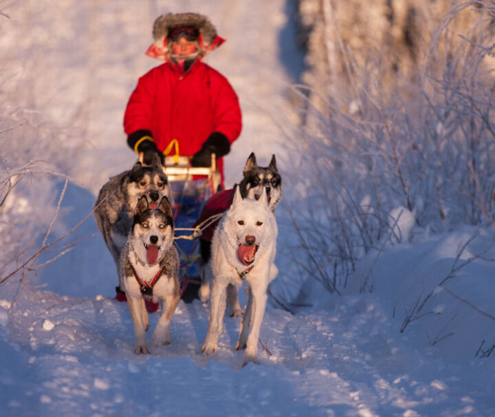 Four sled dogs pulling a sled on an overnight tour with dog sled in Jokkmokk.