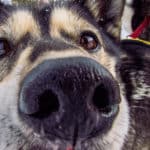 Close up picture of husky smelling the camera. Husky nose. Overnight tour with dog sled in Swedish Lapland.