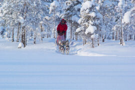 Dog mushing in the taiga of Swedish Lapland.