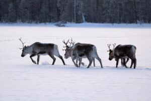 Reindeers on a lake on the tour Dog mushing in the taiga of Swedish Lapland