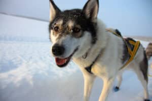 A Siberian Husky on a dog mushing adventure in Swedish Lapland.