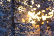 Golden rays of sunshine through pine forest in Lapland.
