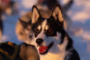 Working Husky Dafu. Siberian husky and a fantastic leader dog.