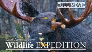 wildlife expedition