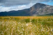 Blommor och landskap på turen: Äventyr med Packraft i Rapadalens delta i utkanten av Sarek