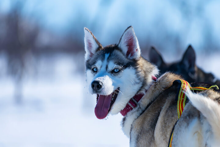 Honey one of our huskies on the dog sled expedition over 12 days