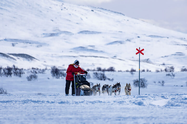 dog sled expedition. working sled dogs over bare mountain