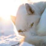 white husky in sunset, winter in lapland
