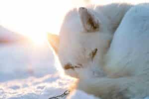 vit husky i solnedgång vinter i lappland