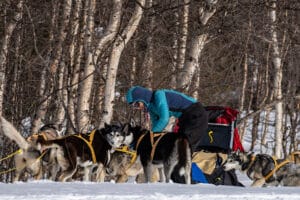 På hundspannsäventyr hjälper man till att ta hand om slädhundarna